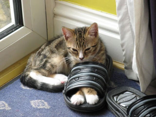 _冬奥会火炬传递感人瞬间：点亮希望之火_，冬奥会 火炬传递