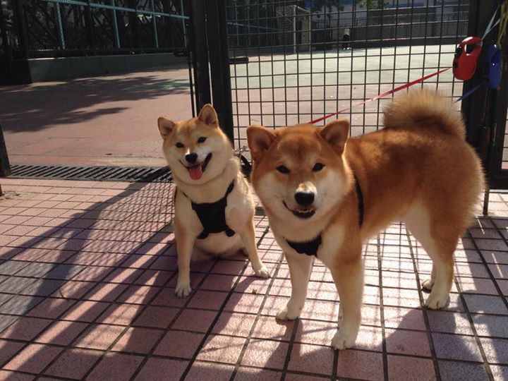 《王者荣耀季后赛,黑马崛起成最大看点》,王者季后赛的赛制是怎么样的2021