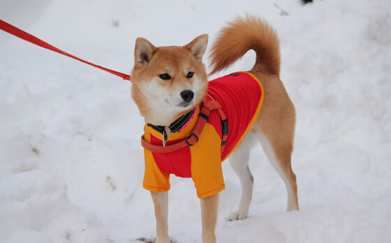 BSPORT 官网-哥伦比亚骑手桑地亚哥·卡多纳在2024年巴黎奥运会盛装舞步比赛中以“Dostojewski”马匹获得第15名，展现坚韧精神。