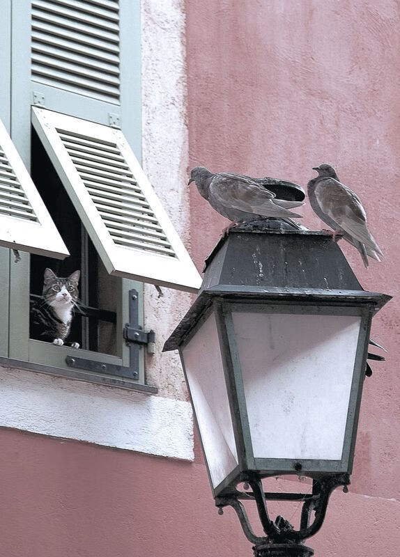 b体育直播-哥伦比亚骑手桑地亚哥·卡多纳在2024年巴黎奥运会盛装舞步比赛中取得第15名，创造历史最佳成绩。