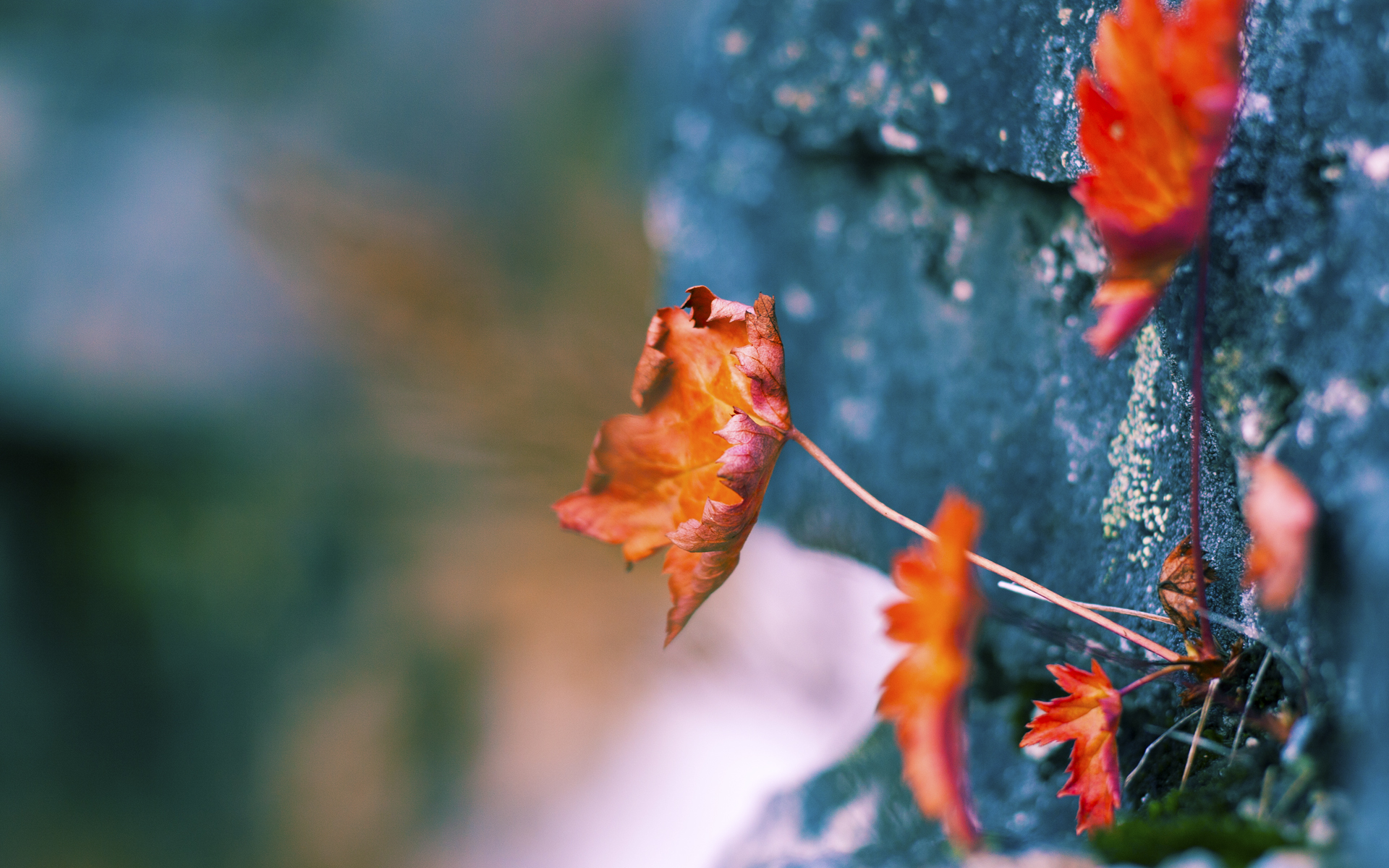 室外篝火运动会，趣味运动与文化互动结合，户外篝火晚会主持词开场白