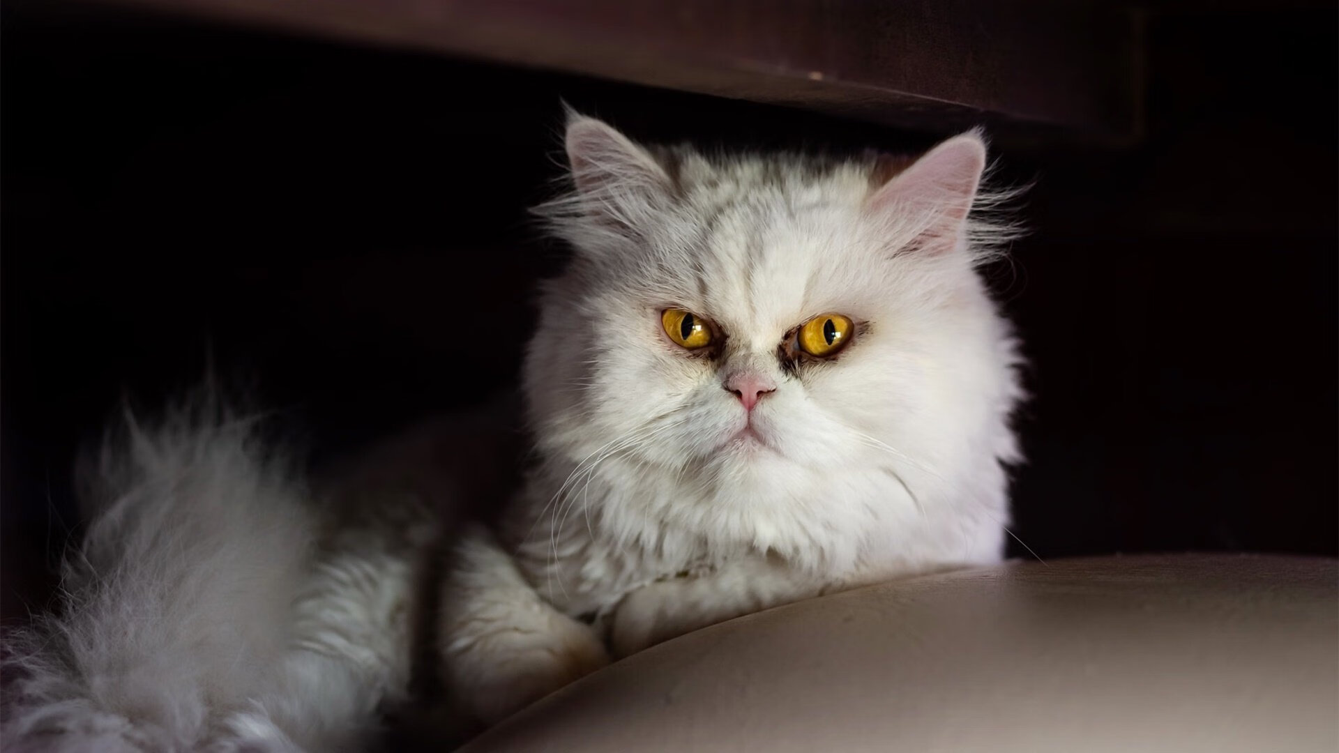 弗赖堡球员状态神勇,已有多名球员连续进球,弗赖堡主场叫什么