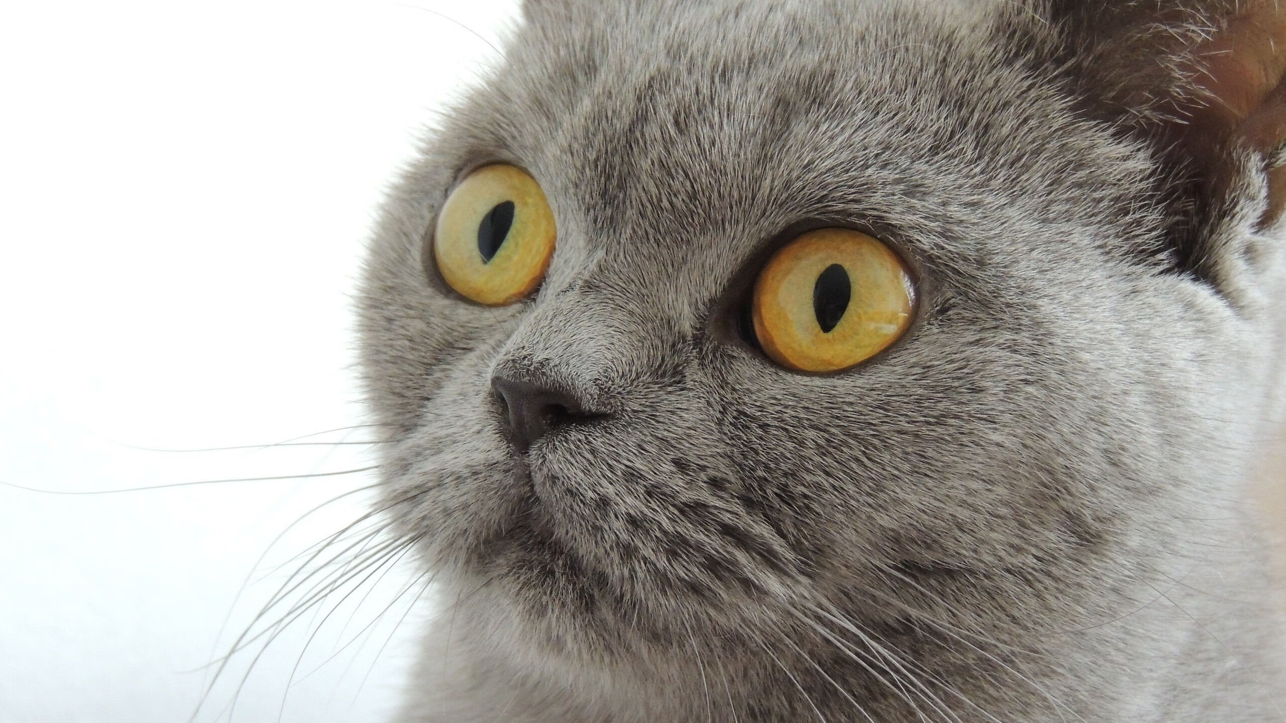 拜仁慕尼黑球员在比赛中展现出色的进攻能力，夺得胜利，拜仁慕尼黑主要球员