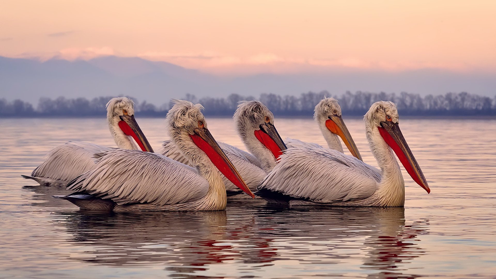 阿根廷前锋状态神勇 进球数位列前茅,阿根廷前锋排名现役