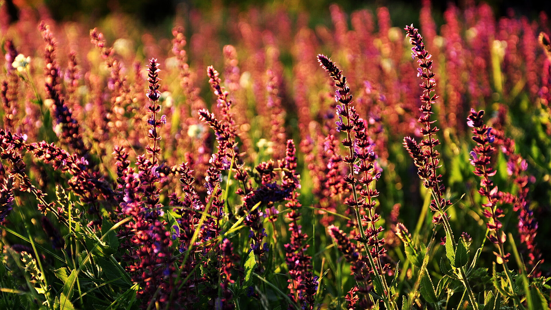 马略卡主场0-2不敌赫塔费,遭遇失利,马略卡足球俱乐部