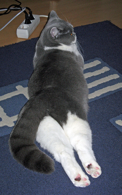 世界青少年自行车壁球锦标赛盛大开启，世界自行车比赛视频