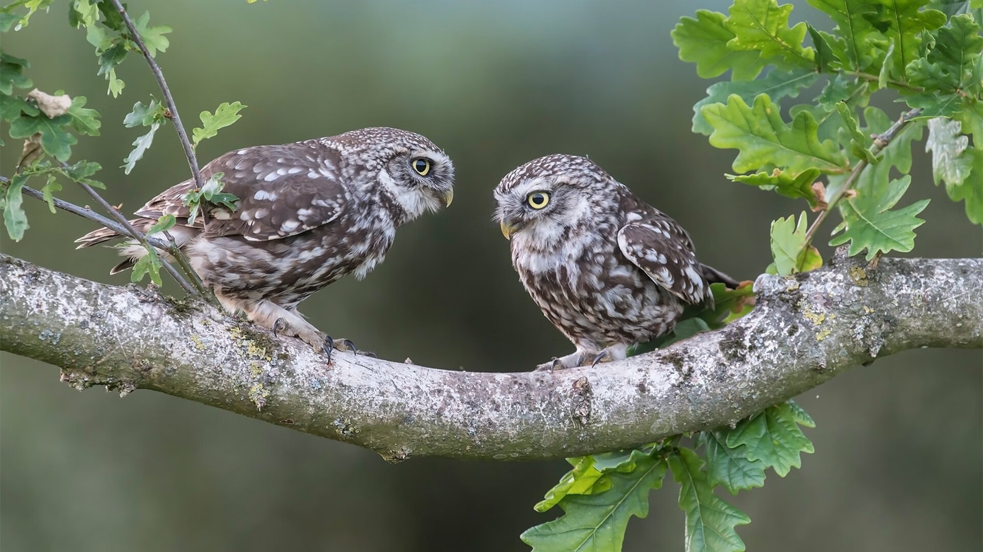 奥运备战团队建设日趋科学，奥运会备战办公室是什么单位