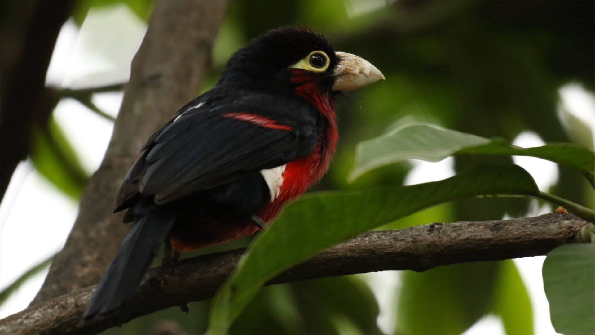 b体育网页版登录入口-澳大利亚队团队赛制解析：从战术到团队精神的深度解构，澳大利亚小组赛