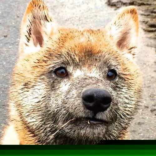 B体育网页版登录-巴西队在南美预赛中领先，晋级几乎板上钉钉